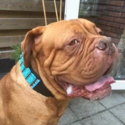 Doxtasy Hondenhalsband Blue River 50mm -Hond winkel image 2220