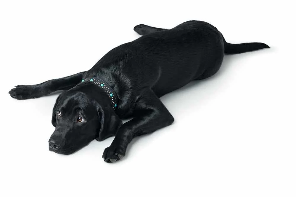 Hunter Hondenhalsband Madona 4 Hunter Hondenhalsband Madona - Afbeelding 2