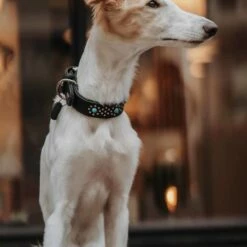 Hunter Hondenhalsband Madona 12 Hunter Hondenhalsband Madona -Hond winkel image 2224