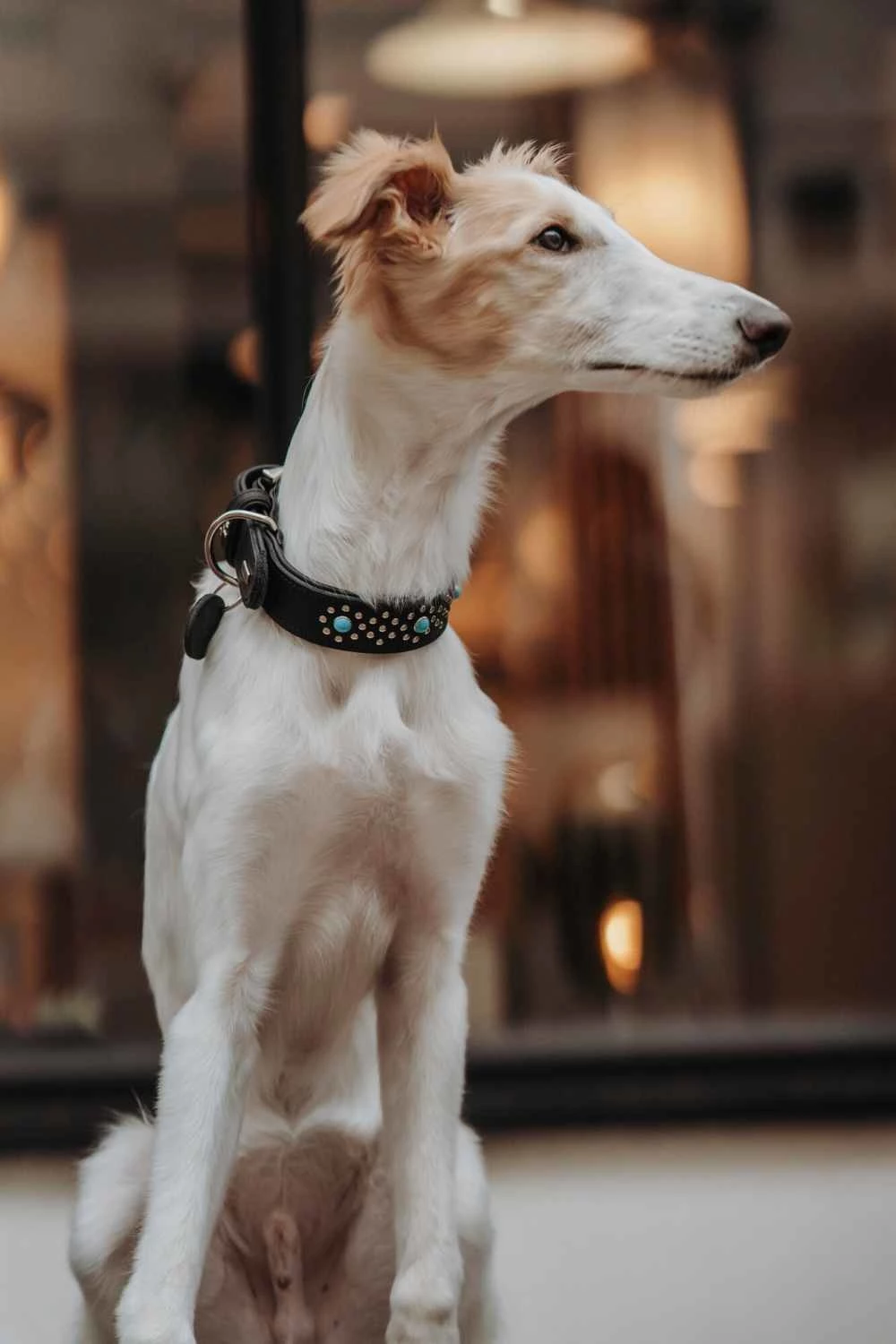 Hunter Hondenhalsband Madona 6 Hunter Hondenhalsband Madona - Afbeelding 4