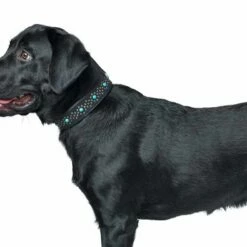 Hunter Hondenhalsband Madona 14 Hunter Hondenhalsband Madona -Hond winkel image 2226