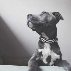 Max&Molly Max & Molly Hondenhalsband Zebra -Hond winkel image 224