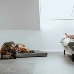 Hunter Hondendeken Casper Groen -Hond winkel image 2320