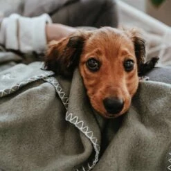 Hunter Hondendeken Casper Groen -Hond winkel image 2322