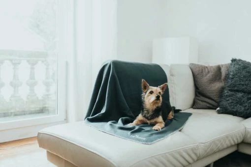 Hunter Hondendeken Casper Antraciet -Hond winkel image 2328