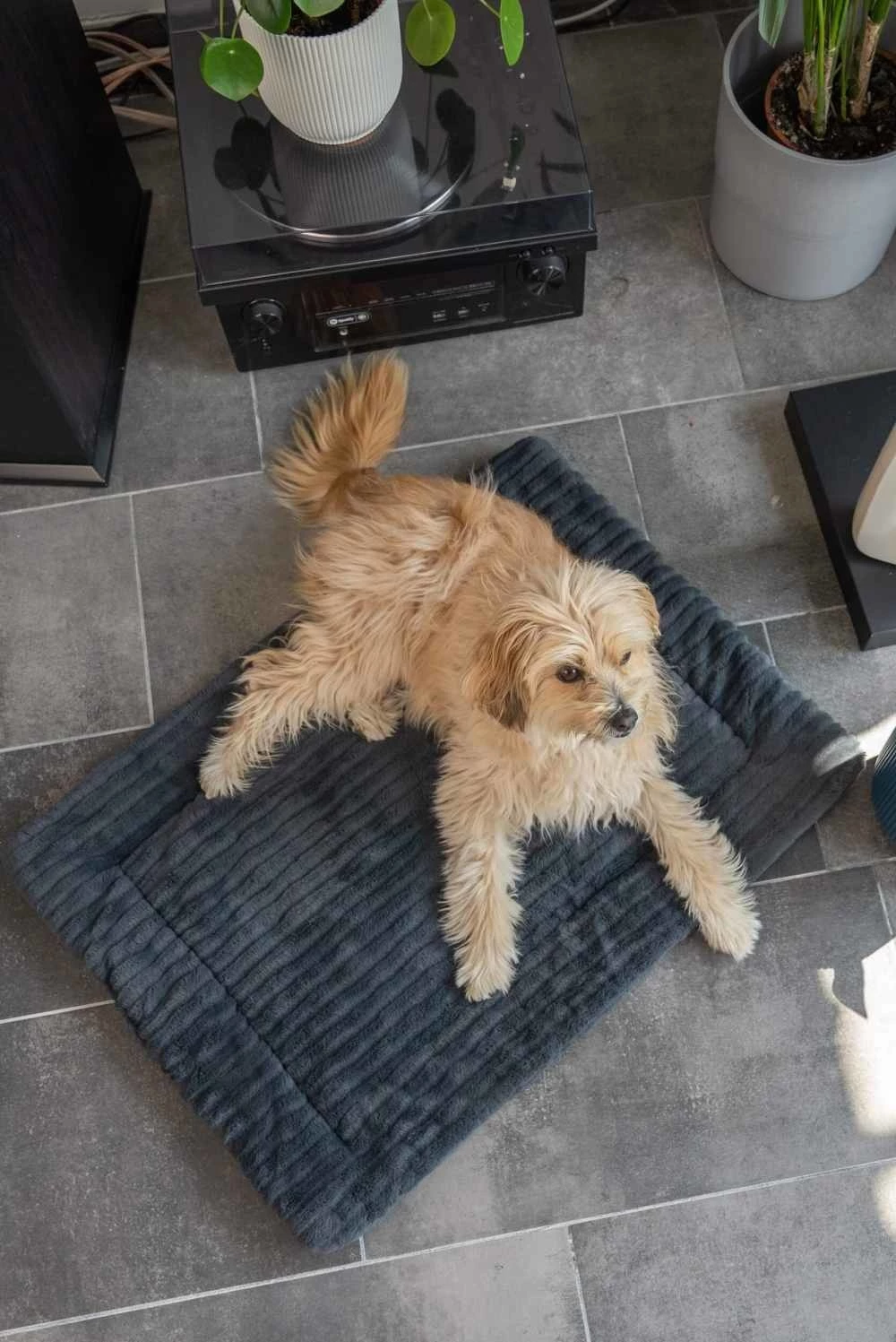 TrendPet Hondendeken Harmony Grijs 5 TrendPet Hondendeken Harmony Grijs - Afbeelding 3