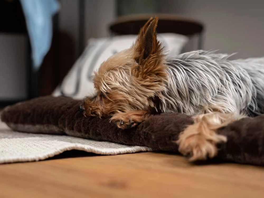 TrendPet Hondendeken Heaven Bruin 5 TrendPet Hondendeken Heaven Bruin - Afbeelding 3