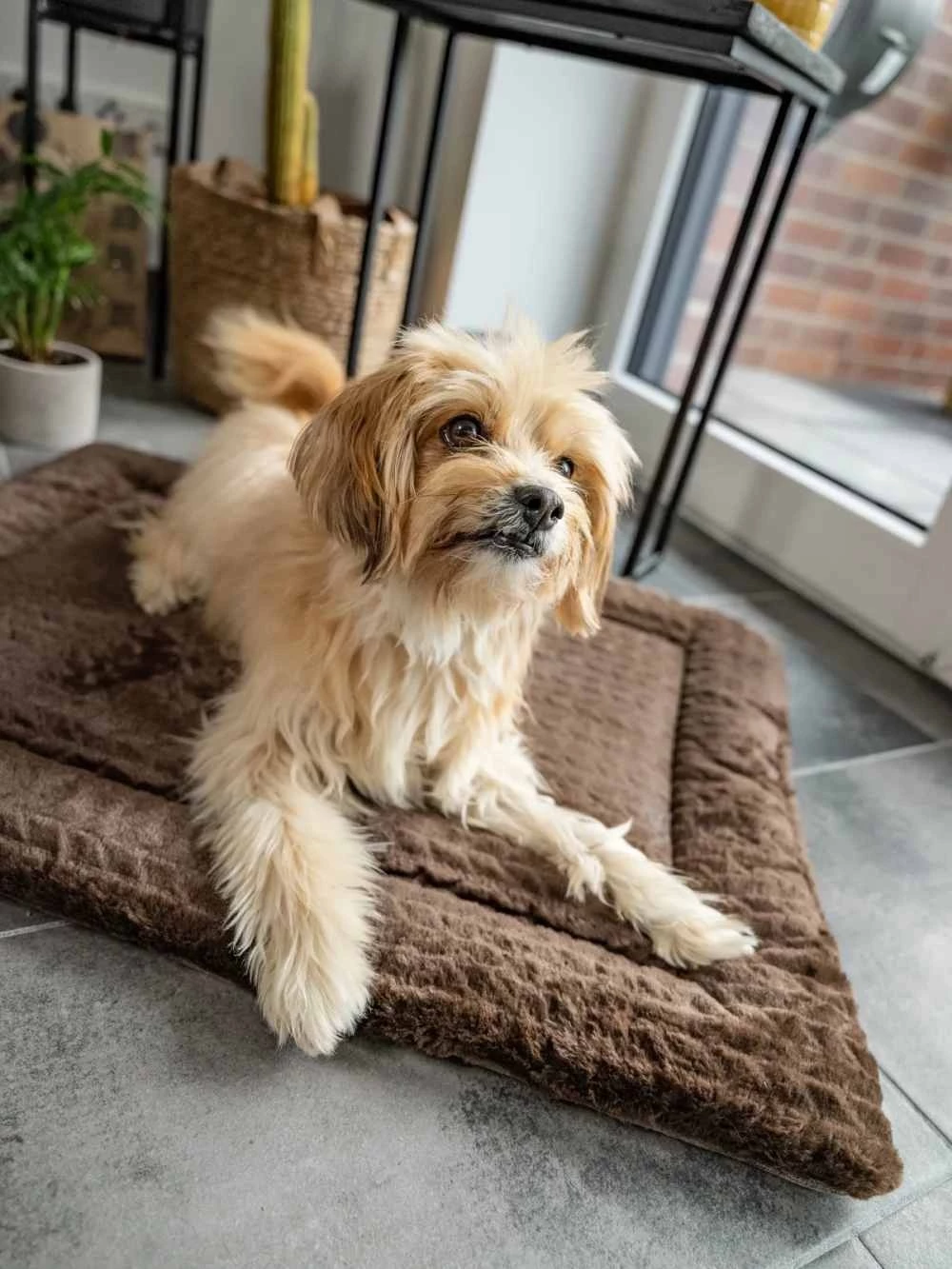 TrendPet Hondendeken Heaven Bruin 8 TrendPet Hondendeken Heaven Bruin - Afbeelding 6