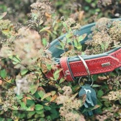 Petique Hondenbuggy Chinook -Hond winkel image 24