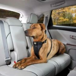 Kurgo Versterkt Hondentuig Voor De Auto Zwart -Hond winkel image 2554