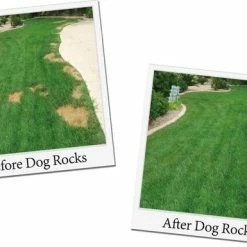 Dog Rocks -Hond winkel image 2615