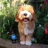 Animology Hondenshampoo Mucky Pup -Hond winkel image 2653