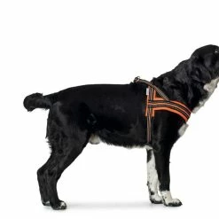 Hunter Hondenharnas Meldal Oranje -Hond winkel image 27