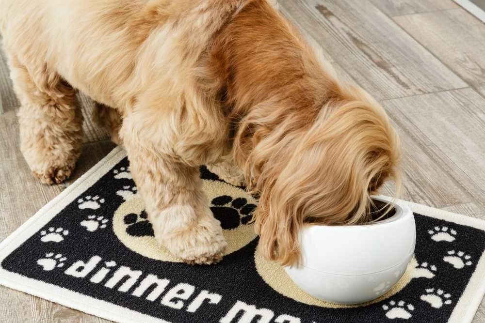 Pet Rebellion Voerbakmat Dinner Mate Zwart 4 Pet Rebellion Voerbakmat Dinner Mate Zwart - Afbeelding 2