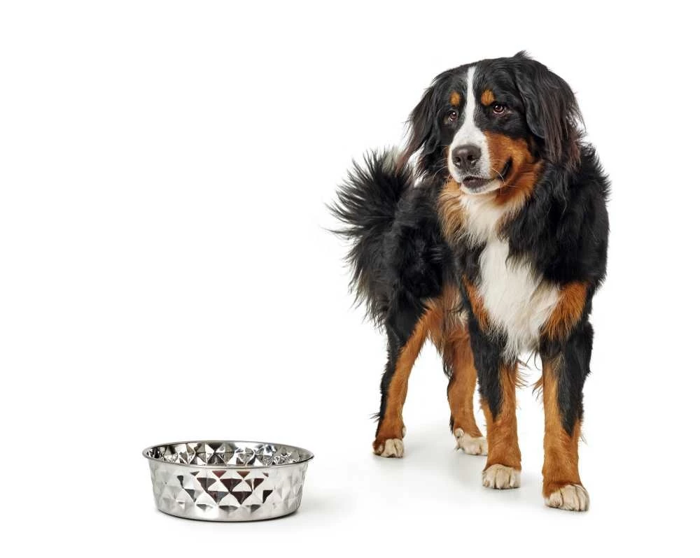 Hunter Drinkbak Of Voerbak Namy 5 Hunter Drinkbak Of Voerbak Namy - Afbeelding 3