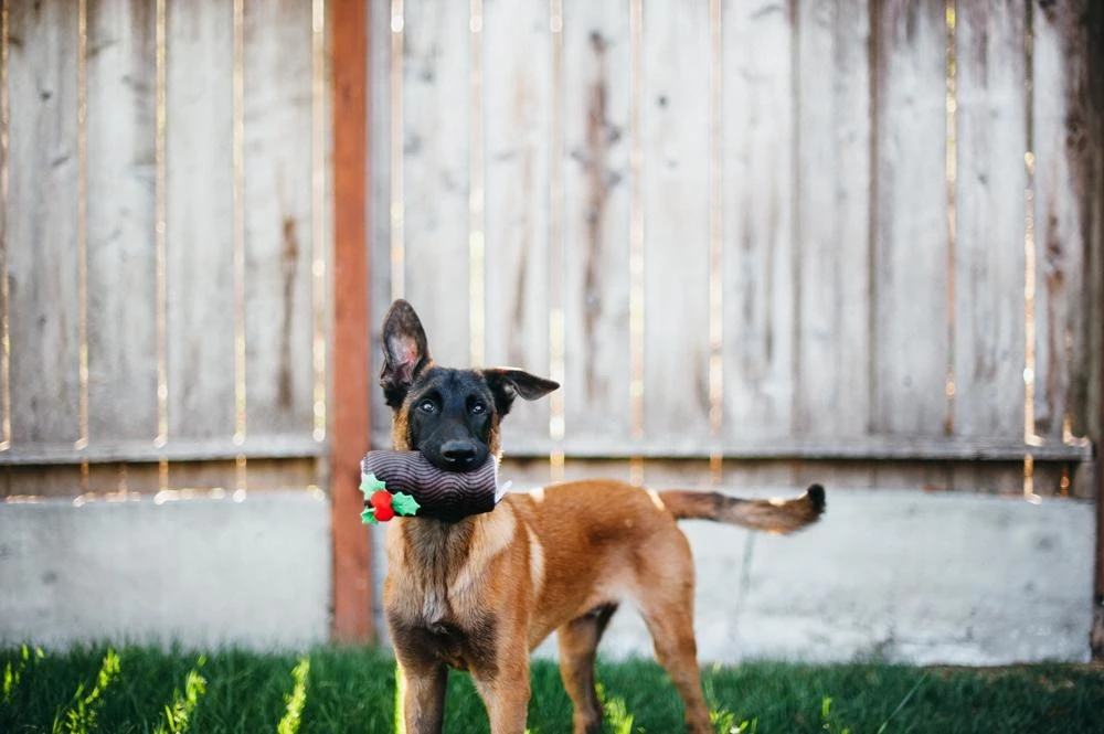 P.L.A.Y. Hondenspeelgoed Holiday Classic - Yule Log 4 P.L.A.Y. Hondenspeelgoed Holiday Classic - Yule Log - Afbeelding 2