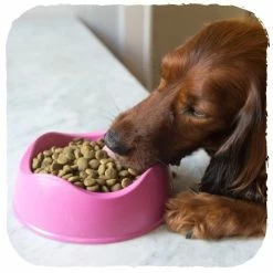 Beco Pets Drinkbak Of Voerbak Beco Bowl Roze