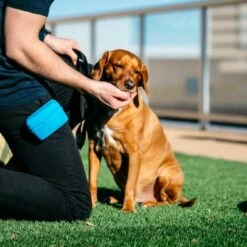 Dexas Beloningszakje Pooch Pouch Pro Blue -Hond winkel image 3215