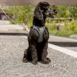 Curli Hondenriem Ultra Sterk Pocket Leash 11 Curli Hondenriem Ultra Sterk Pocket Leash -Hond winkel image 3332