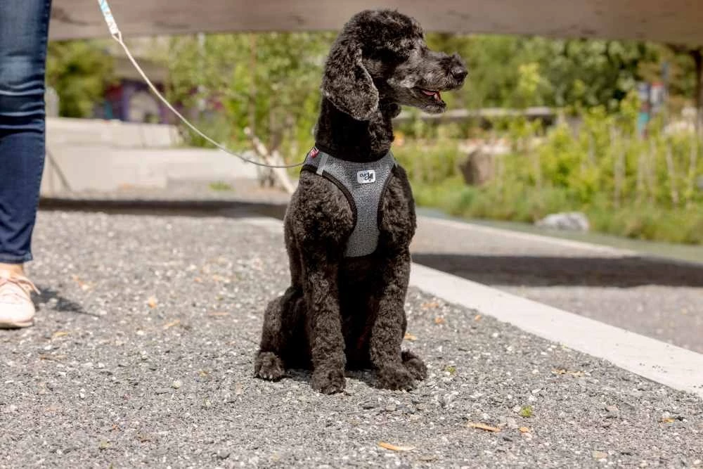 Curli Hondenriem Ultra Sterk Pocket Leash 6 Curli Hondenriem Ultra Sterk Pocket Leash - Afbeelding 4