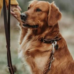 Hunter Hondenriem Solid Education Cord Bruin - Oranje -Hond winkel image 3346