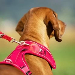 Curli Verstelbare Hondenriem Rood -Hond winkel image 3368