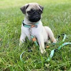 Max&Molly Max & Molly Hondenriem Multi Function Ducklings -Hond winkel image 3385