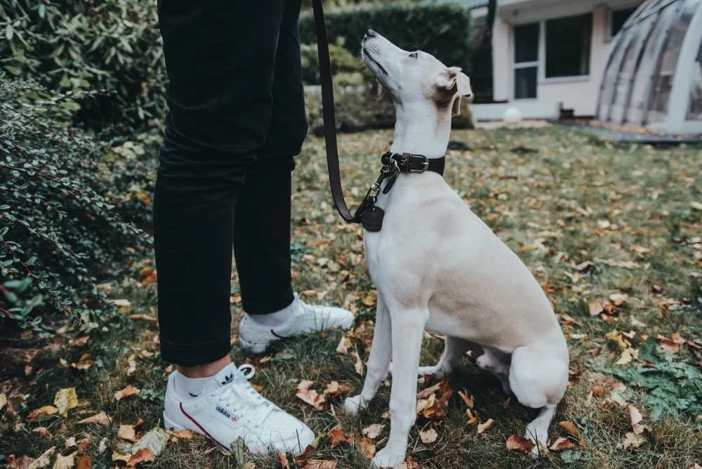 Hunter Hondenriem Donkerbruin Leer 4 Hunter Hondenriem Donkerbruin Leer - Afbeelding 2