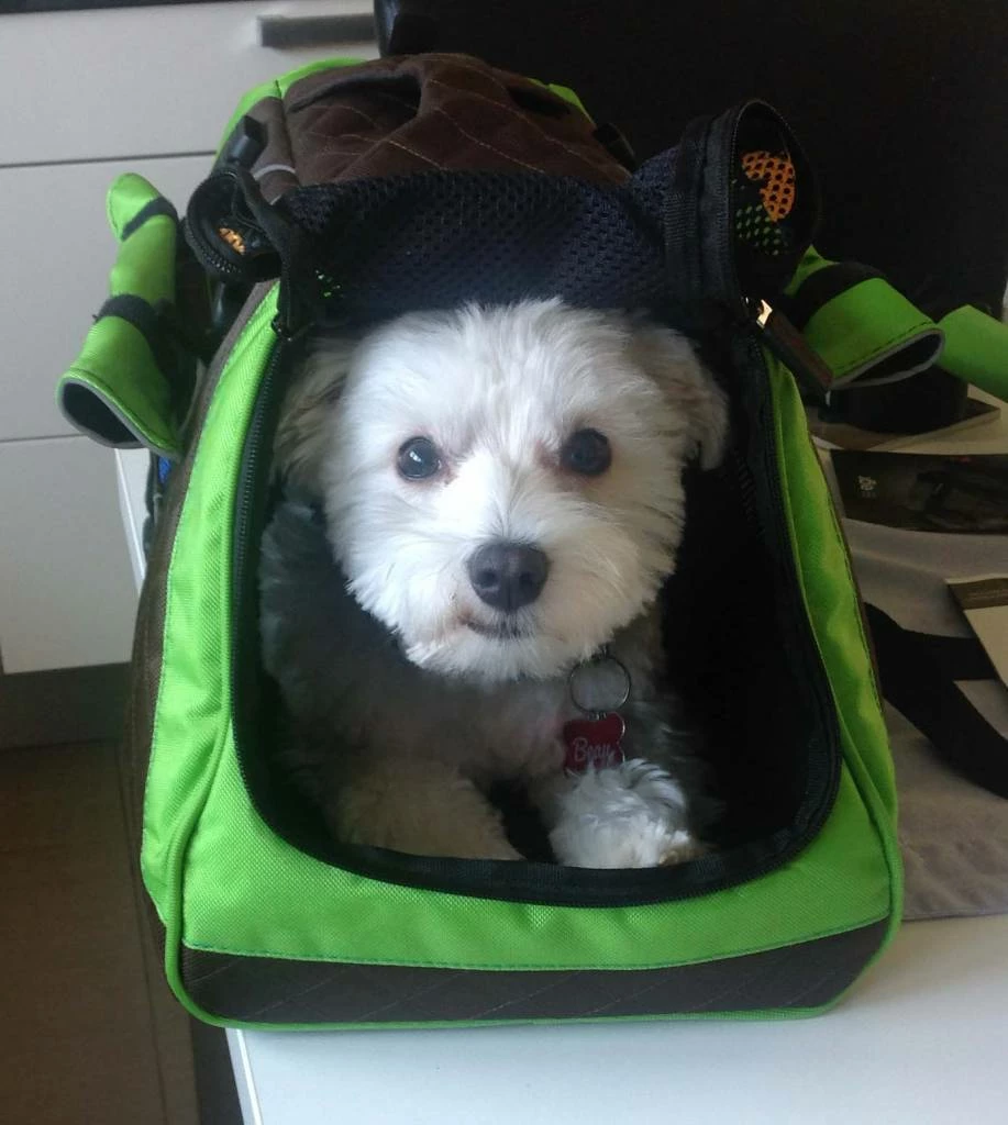 Petego Hondendraagtas Jet Set Forma Groen 5 Petego Hondendraagtas Jet Set Forma Groen - Afbeelding 3