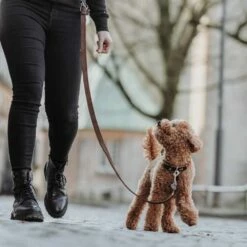 Hunter Lange Verstelbare Hondenriem Aalborg Donkerbruin -Hond winkel image 3536