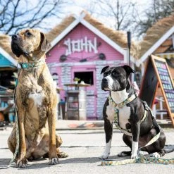 Max&Molly Max & Molly Hondenriem Multi Function Sweet Pineapple -Hond winkel image 3611