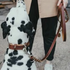 Hunter Trainingslijn Solid Education Cognac 9 Hunter Trainingslijn Solid Education Cognac -Hond winkel image 3721