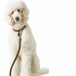 Hunter Verstelbare Hondenriem Groen Leer -Hond winkel image 3739