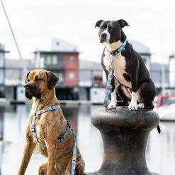 Max&Molly Max & Molly Hondenriem Short Leash Blue Ocean 7 Max&Molly Max & Molly Hondenriem Short Leash Blue Ocean -Hond winkel image 3873