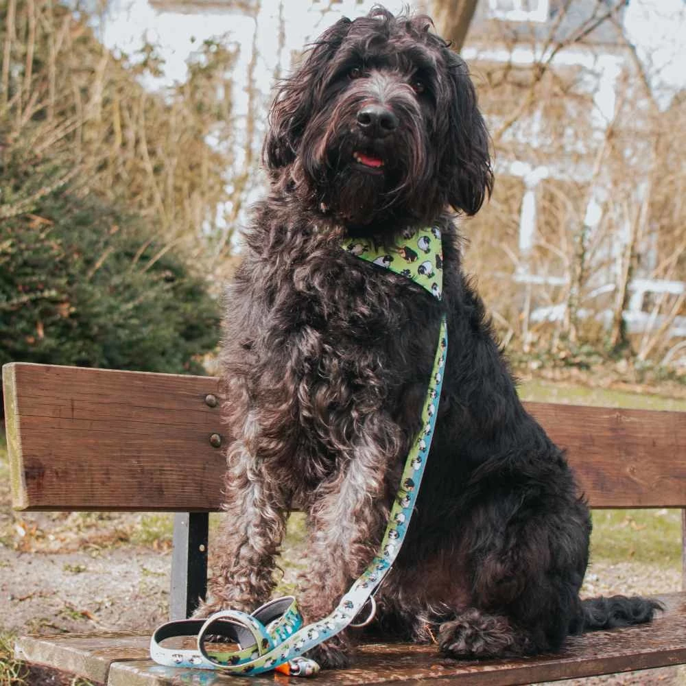 Max&Molly Max & Molly Hondenriem Multi Function Black Sheep 6 Max&Molly Max & Molly Hondenriem Multi Function Black Sheep - Afbeelding 4