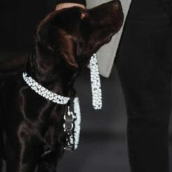 Hunter Verstelbare Hondenriem Convenience Reflect Leopard -Hond winkel image 3898