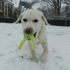 West Paw Design Hondenspeelgoed Zogoflex Tizzi Lime