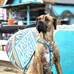 Max&Molly Max & Molly Hondentuig Aloha -Hond winkel image 402