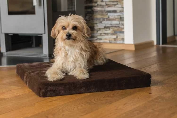 TrendPet Hondenkussen VitaMeDog Bruin 3 TrendPet Hondenkussen VitaMeDog Bruin