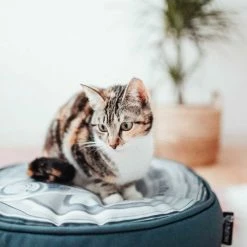 District70 Kussen Tin Iron -Hond winkel image 4083