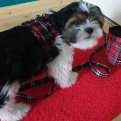 Doxtasy Hondentuig Comfy Harnass Scottish Black -Hond winkel image 4136