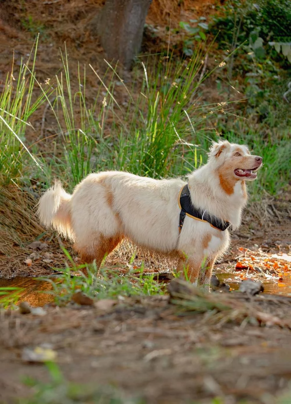 Rogz Hondentuig Airtech Sport Oker 4 Rogz Hondentuig Airtech Sport Oker - Afbeelding 2