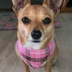 Doxtasy Hondentuig Round Loop Harnass Scottish Pink 7 Doxtasy Hondentuig Round Loop Harnass Scottish Pink -Hond winkel image 4180