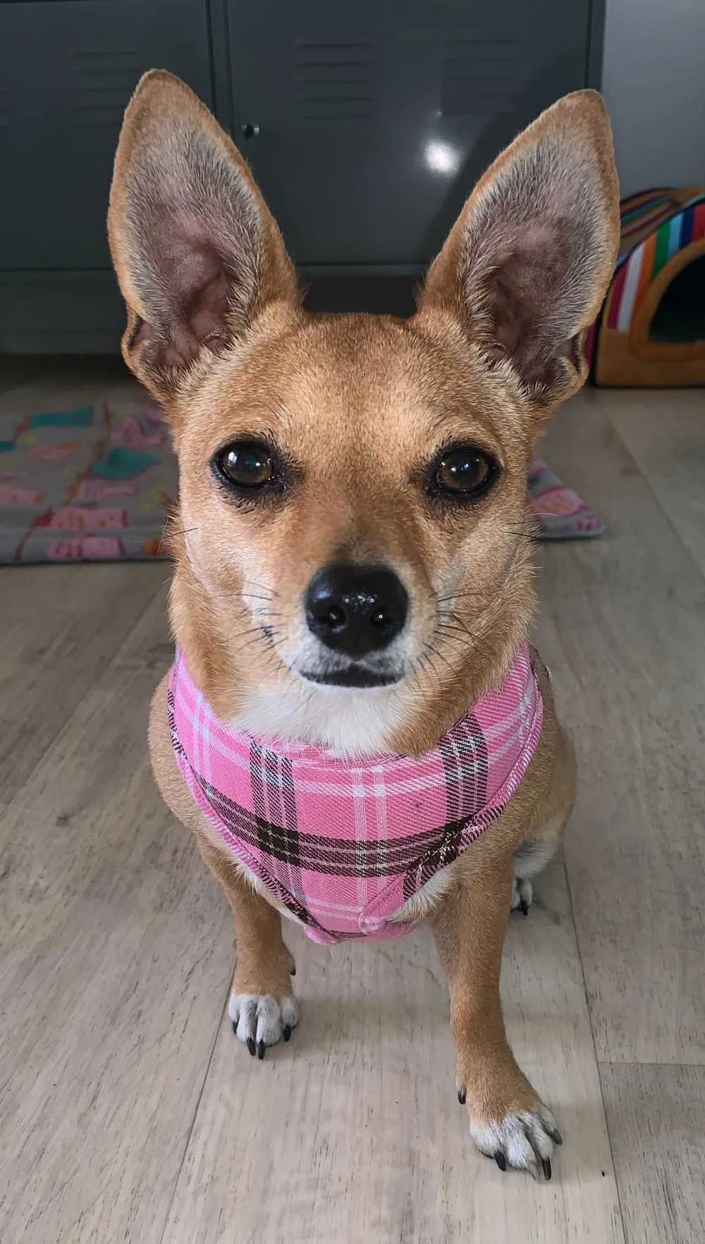 Doxtasy Hondentuig Round Loop Harnass Scottish Pink 5 Doxtasy Hondentuig Round Loop Harnass Scottish Pink - Afbeelding 3