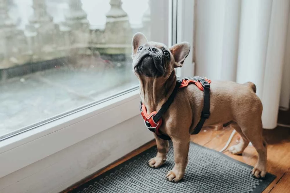 Hunter Hondentuig Divo Rood 4 Hunter Hondentuig Divo Rood - Afbeelding 2