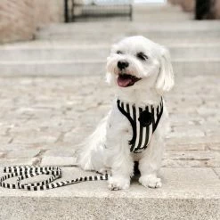 Barcelona Dogs Hondentuig Zebra
