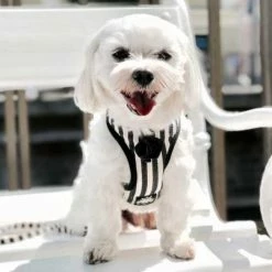 Barcelona Dogs Hondentuig Zebra 10 Barcelona Dogs Hondentuig Zebra -Hond winkel image 4253