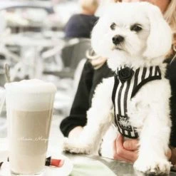 Barcelona Dogs Hondentuig Zebra 11 Barcelona Dogs Hondentuig Zebra -Hond winkel image 4254