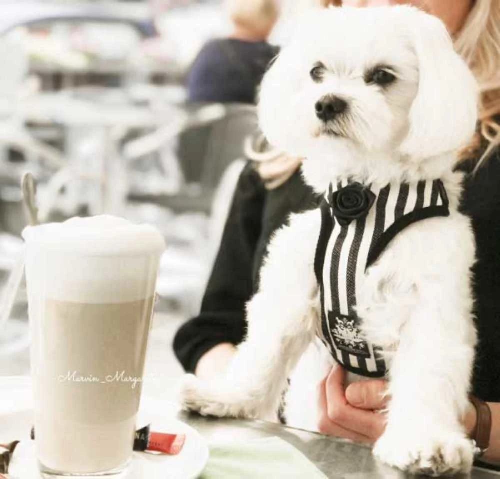 Barcelona Dogs Hondentuig Zebra 7 Barcelona Dogs Hondentuig Zebra - Afbeelding 5