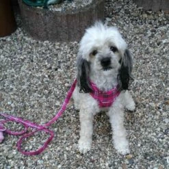 Doxtasy Hondentuig Comfy Harnass Scottish Hot Pink -Hond winkel image 4262